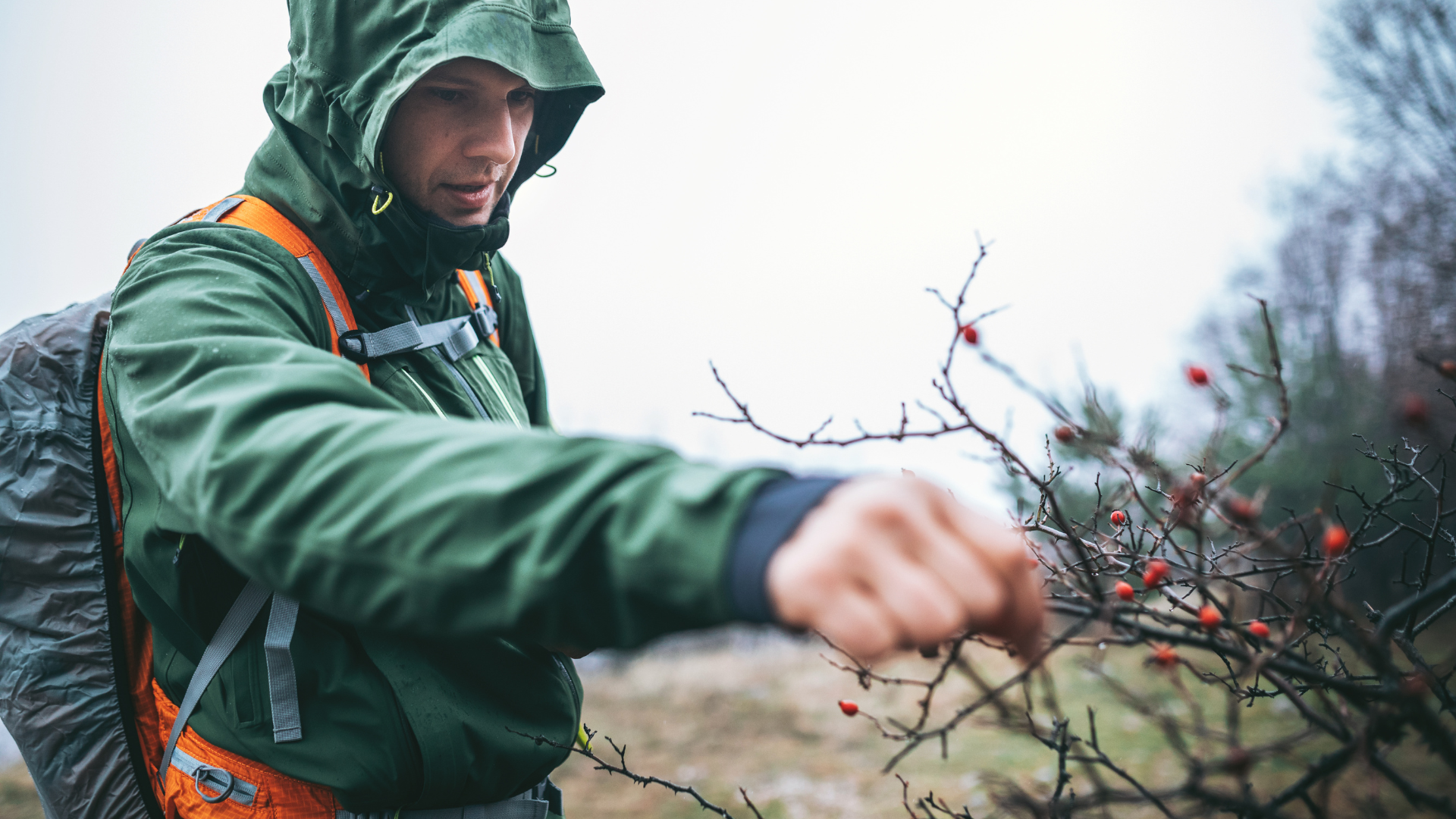 man-picking-fruit-berries-for-survival